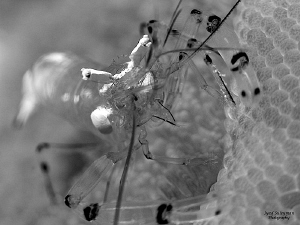 Commensal Shrimp in B/W by Iyad Suleyman 